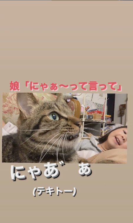 適当に返事をする猫