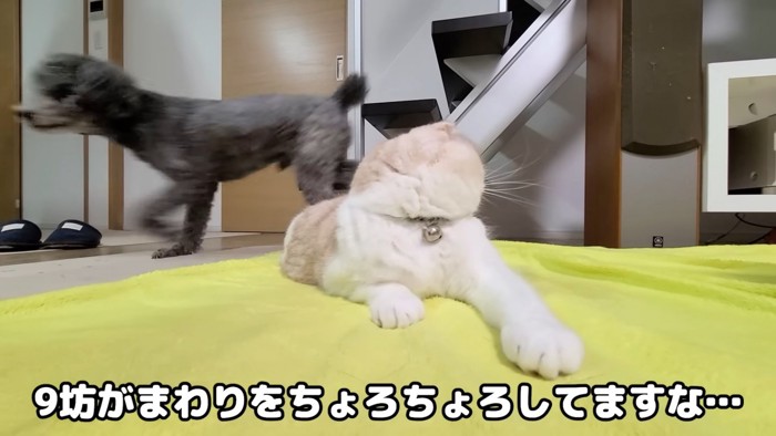 猫の後ろを歩く犬