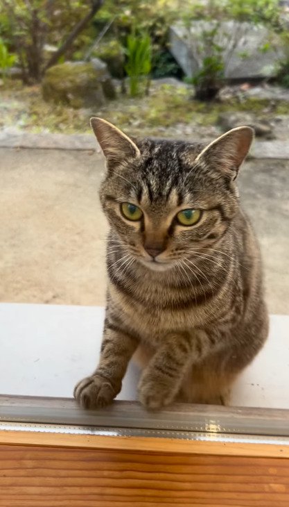 室内を見つめるアメルちゃん