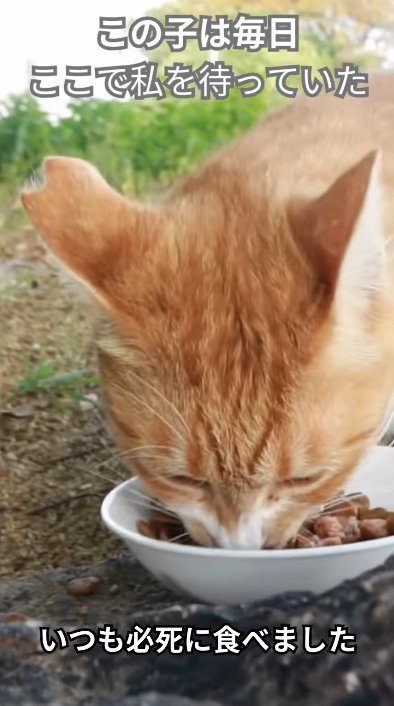 ご飯を食べている猫