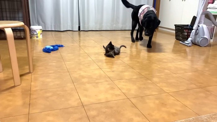 子猫を気遣う大型犬