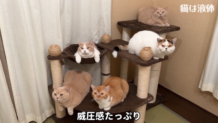 キャットタワーに集まる猫たち