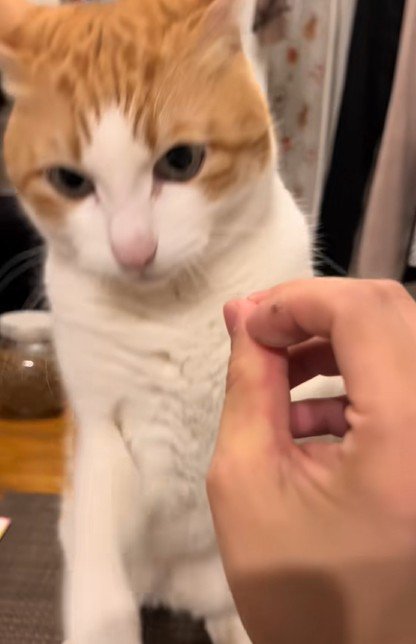 手を放す猫