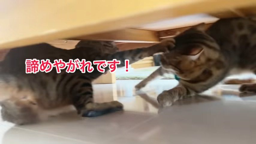 パンチする猫