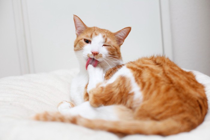 クッションの上で毛づくろいする猫