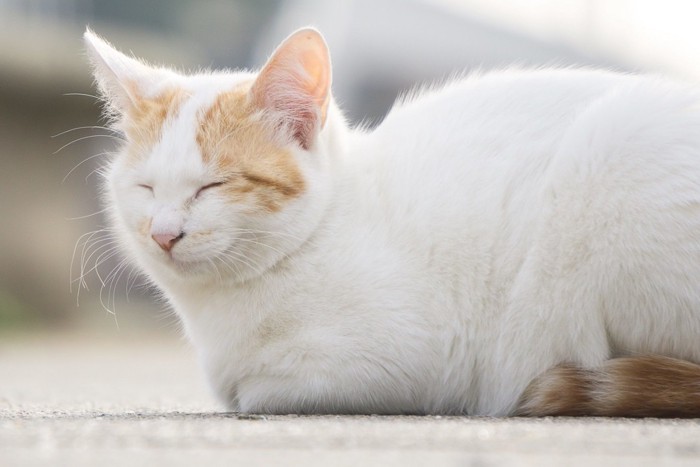 香箱座りの猫