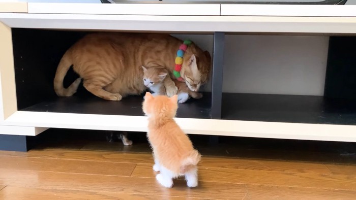 グルーミングと近づいてくる子猫