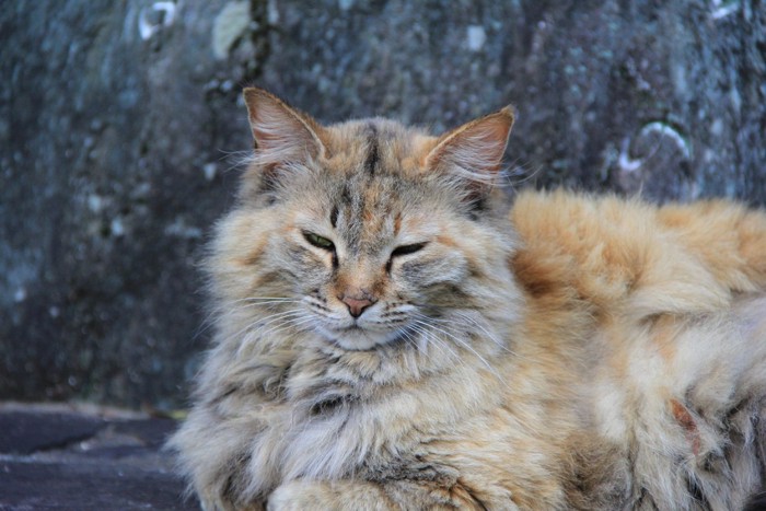 長毛の野良猫