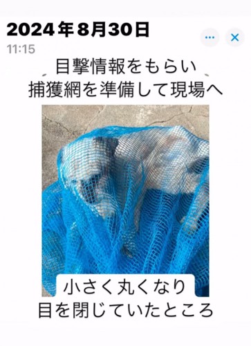 捕獲網で保護