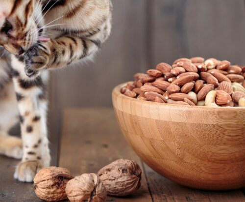 猫とアーモンド