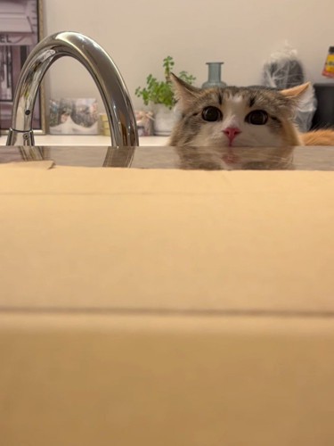 顔が半分見えている猫