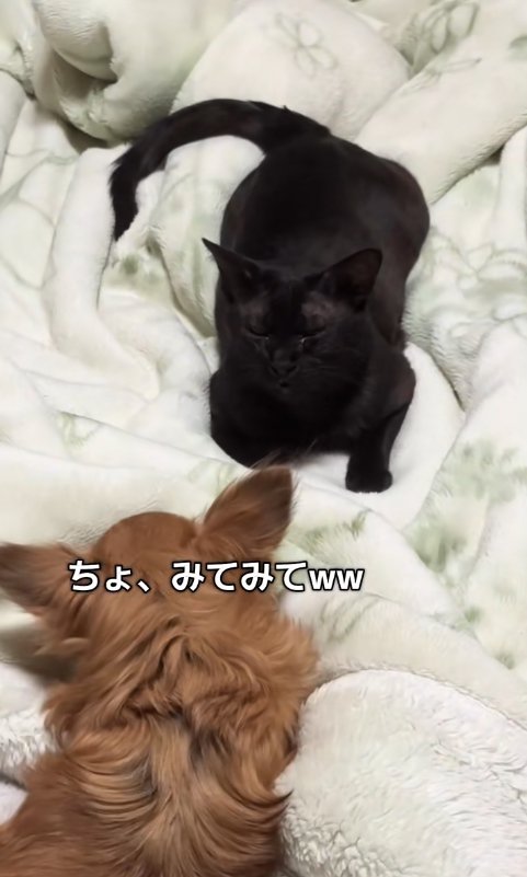 布団の上で向かい合って伏せている犬と猫（アップ）
