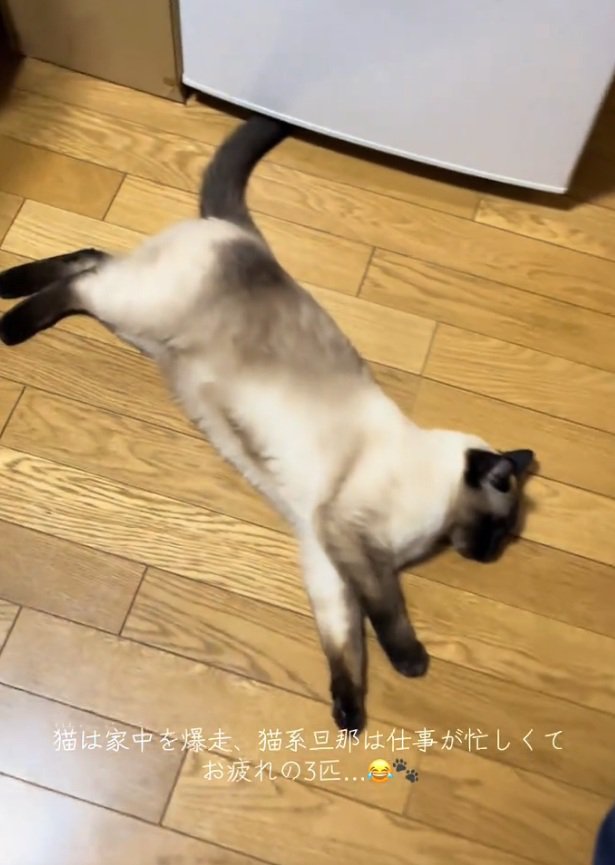 眠る猫
