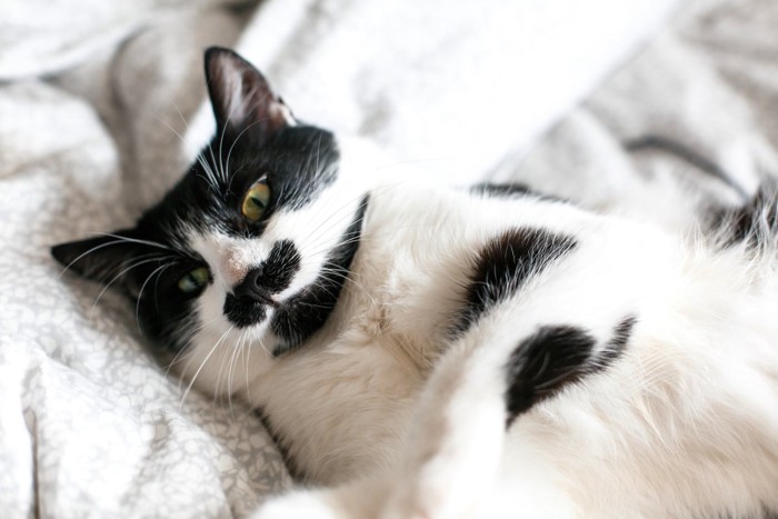布団に寝転んでいる猫