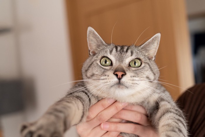 猫を抱き上げる女性の手