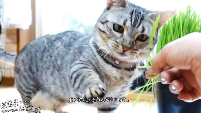 猫草にじゃれる猫