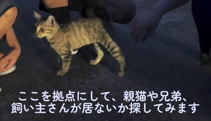 子猫はどこから来たんだろう？