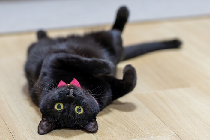 ヘソ天でゴロゴロしている猫
