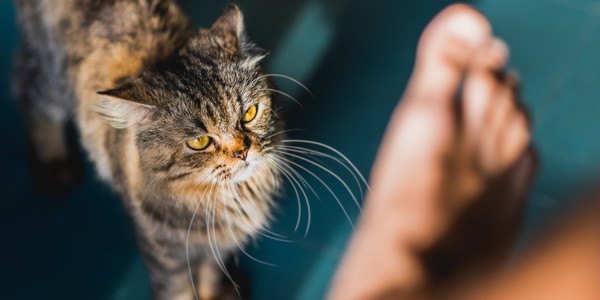 人の足を見る猫