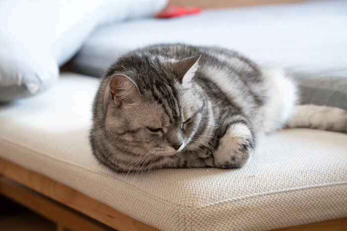 座って下を向く猫