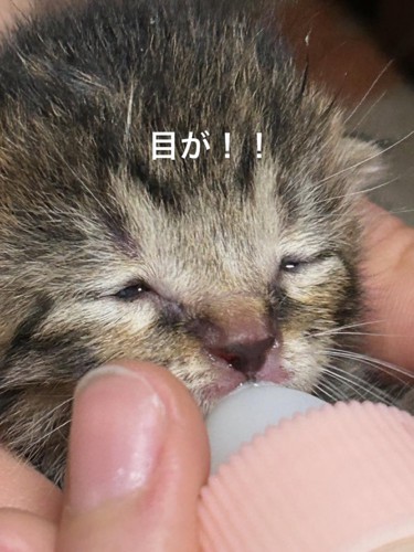 少し目が開いた子猫