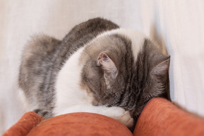 顔を隠して寝る猫