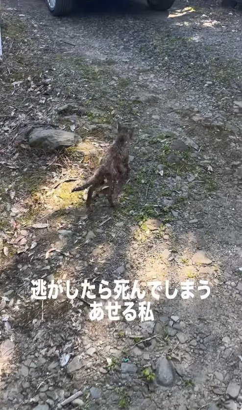 走り去る子猫の後ろ姿