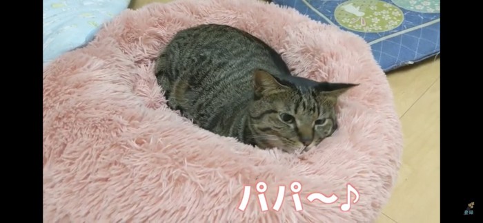 ベッドの上の猫