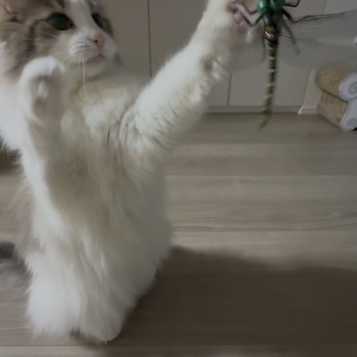 猫じゃらしを前足で叩く猫