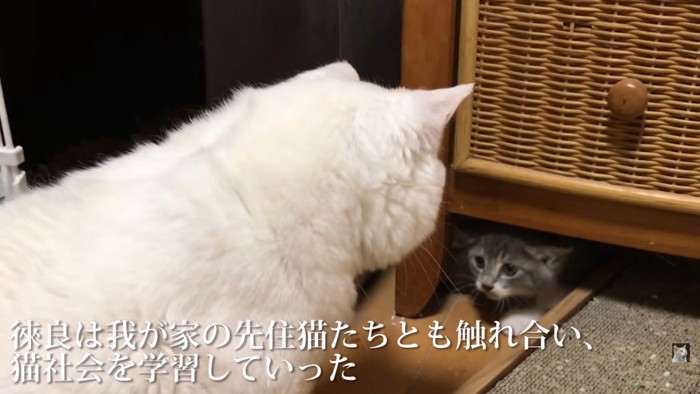 白猫ちゃんと見つめ合い