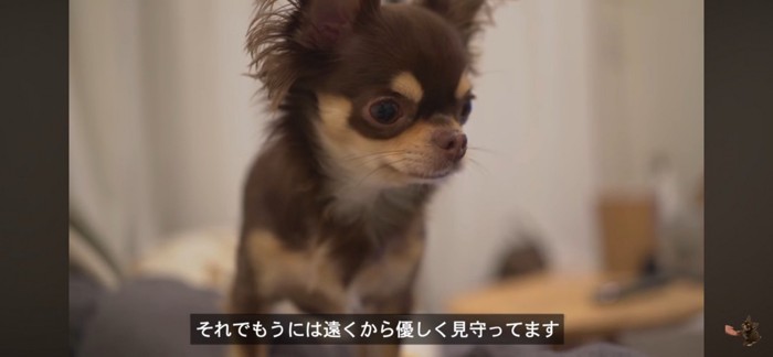 見守る犬