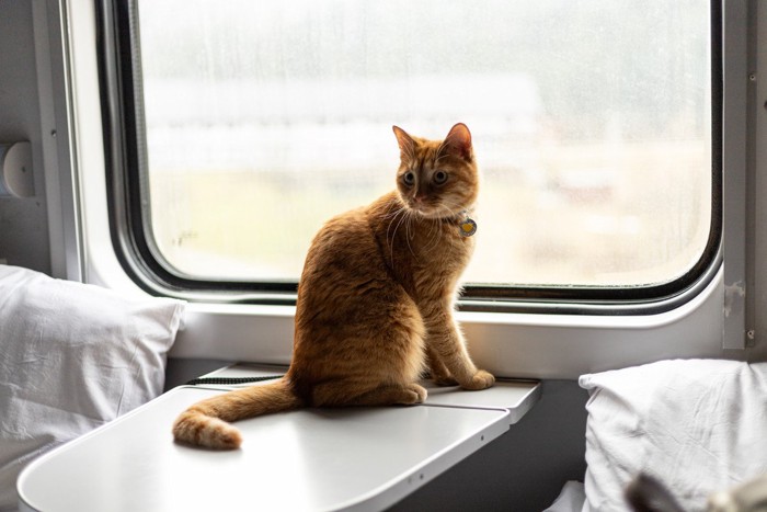 列車の座席テーブルに乗る猫