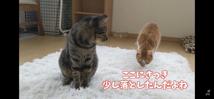 絨毯のにおいを嗅ぐ猫