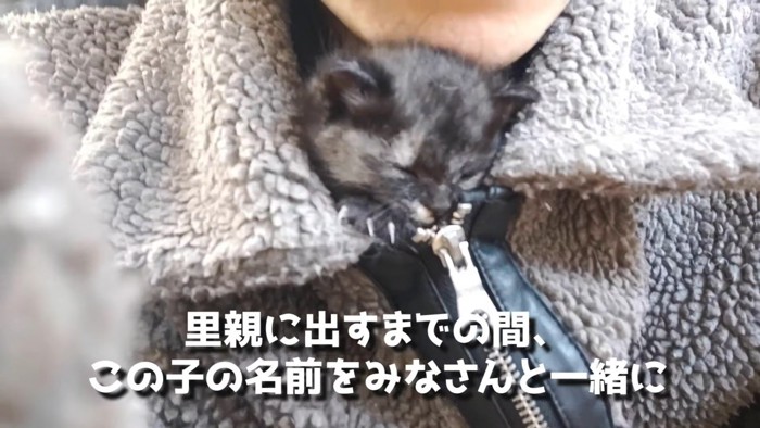 とっても幸せそうな子猫ちゃんでした