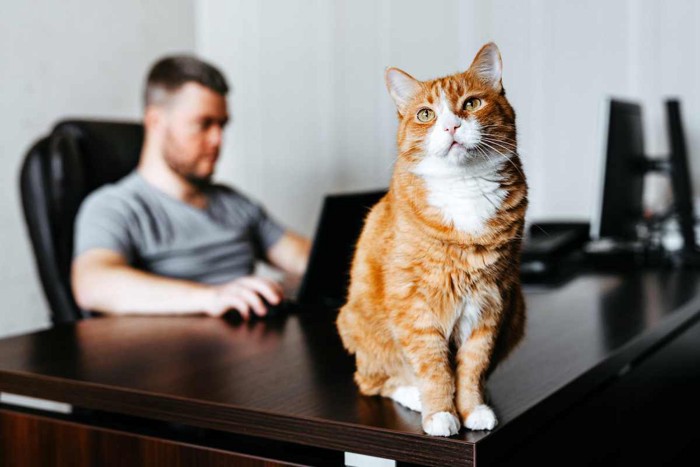 構ってほしそうな猫と作業で忙しい飼い主さん