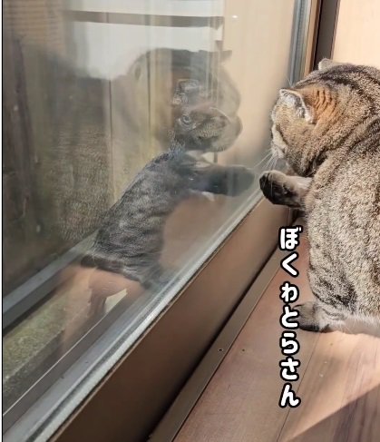 右前足で窓を触る猫