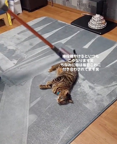 掃除機がけの中央に猫