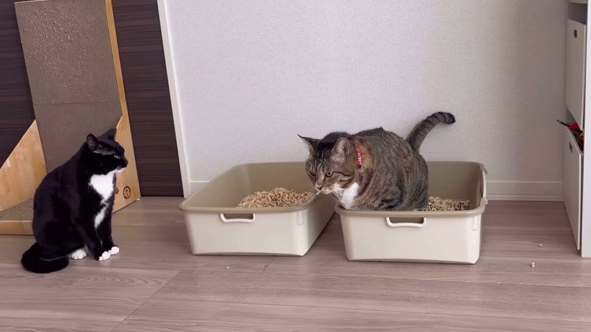 トイレをする猫