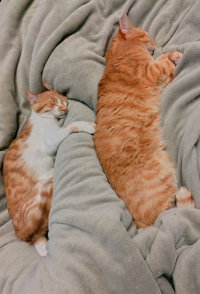 並んで寝る2匹の猫