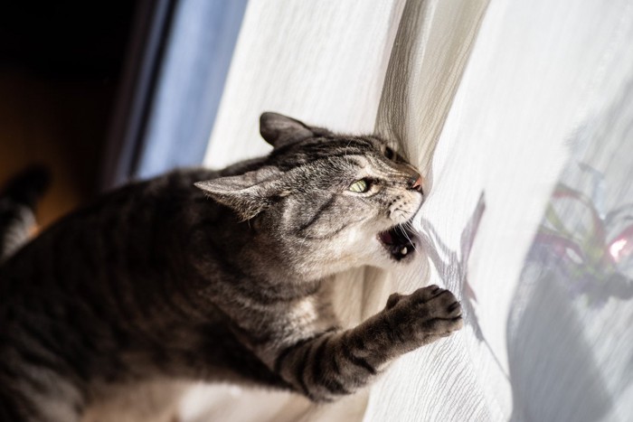 カーテンに八つ当たりする猫