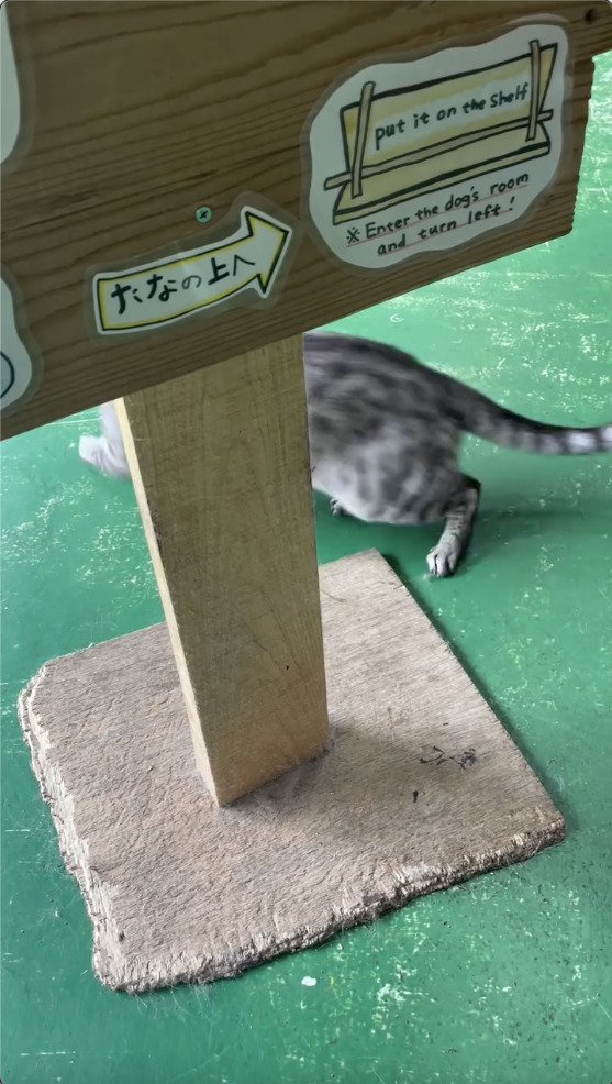 爪を研ぎ終わって去る猫