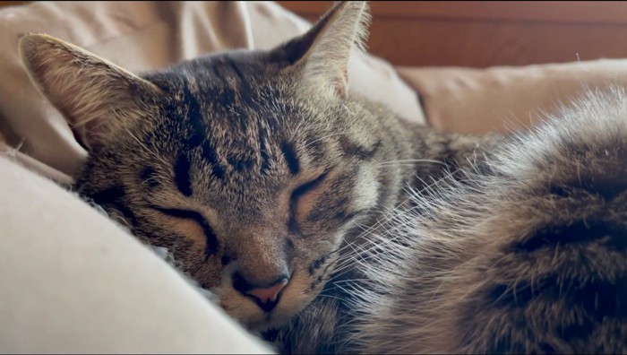 クッションの上で目を閉じて眠る猫