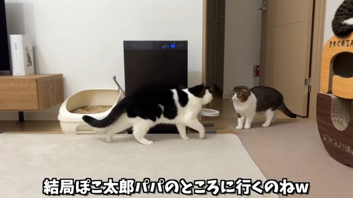 向かい合う2匹の猫