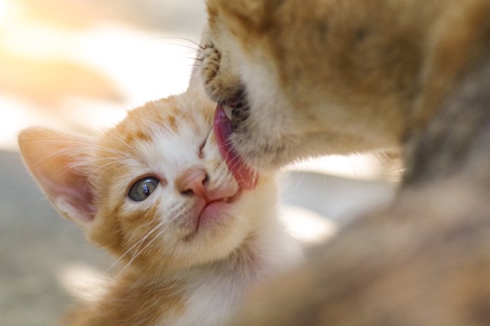 母猫にお世話されている子猫