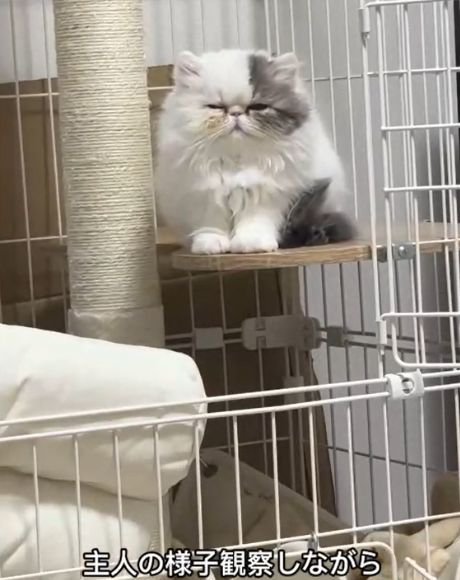 ケージ内のステップに座る猫