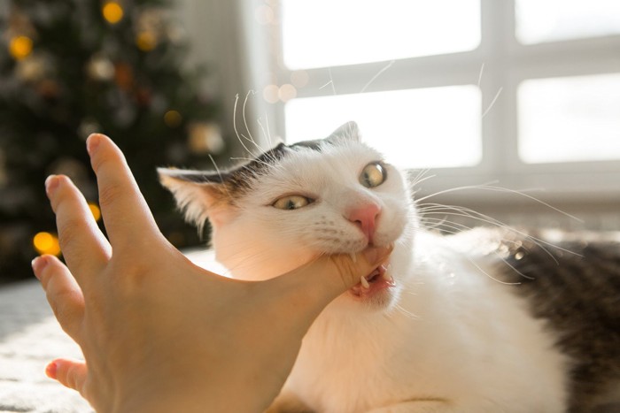 飼い主の親指を噛む猫