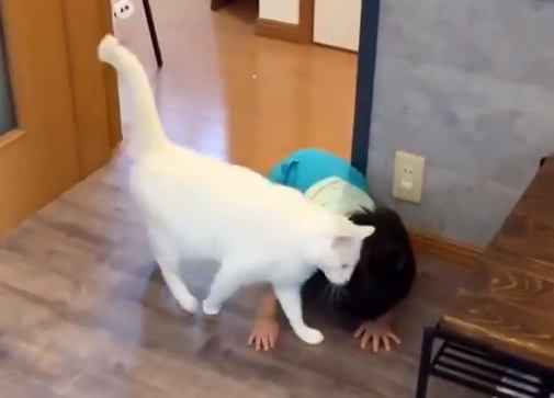 転んだ男の子にかけよる猫