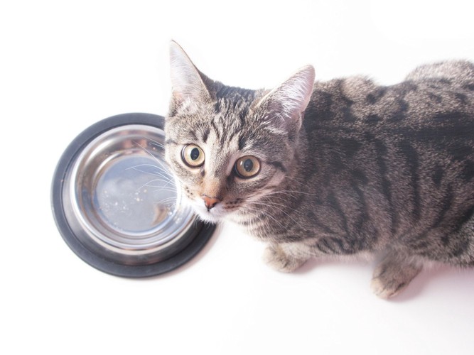 空になった食器の前で見上げてくる猫