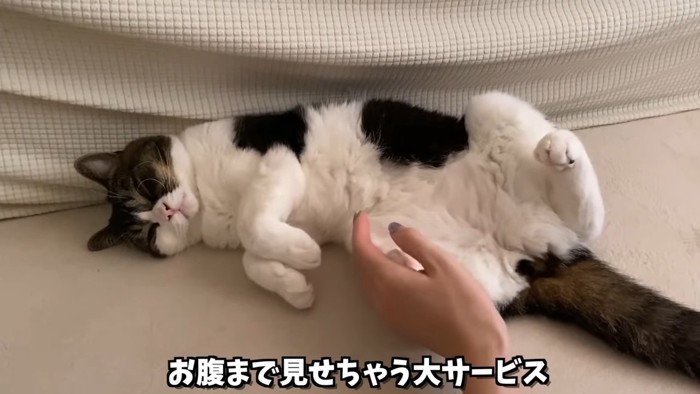 仰向けの猫