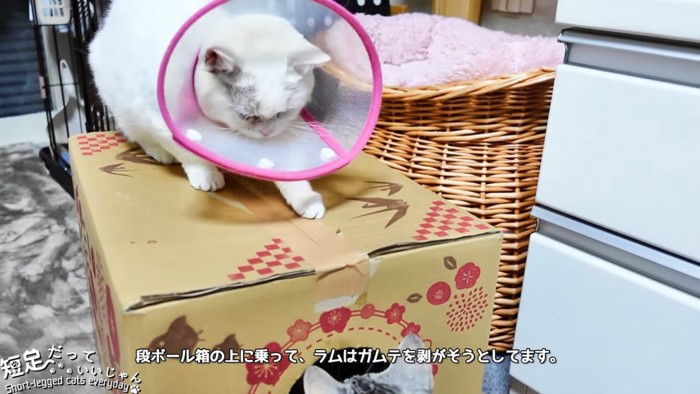 ダンボール箱の上にいる猫